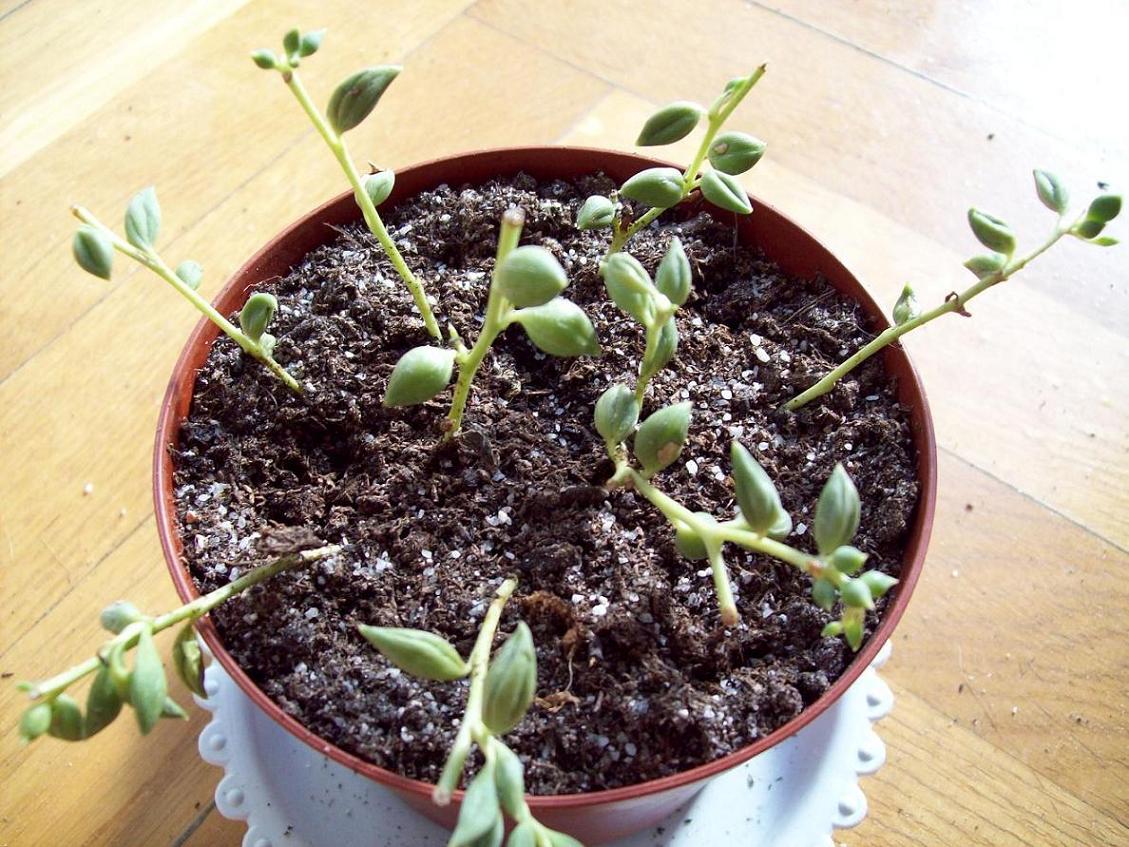 [Foto de planta, jardin, jardineria]