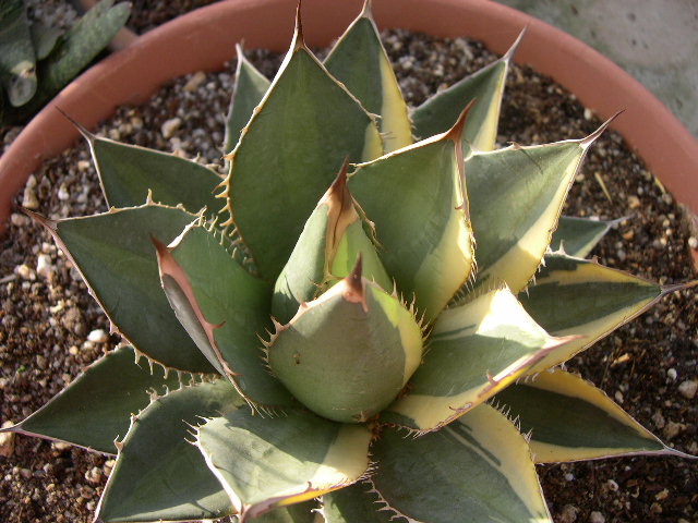 [Foto de planta, jardin, jardineria]