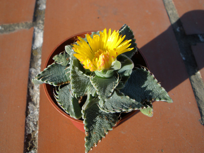 [Foto de planta, jardin, jardineria]