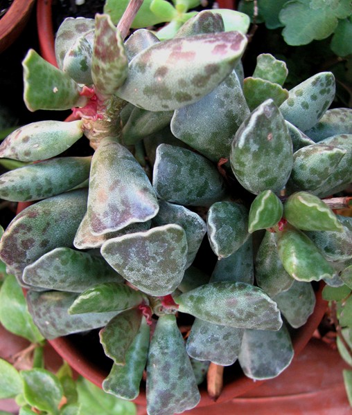 [Foto de planta, jardin, jardineria]