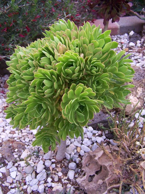 [Foto de planta, jardin, jardineria]