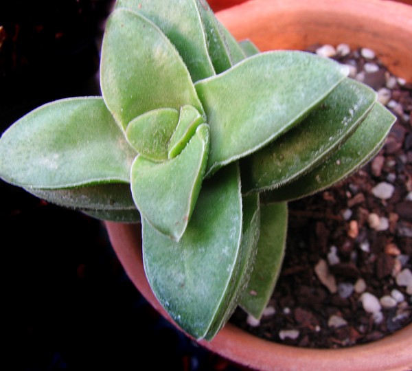 [Foto de planta, jardin, jardineria]