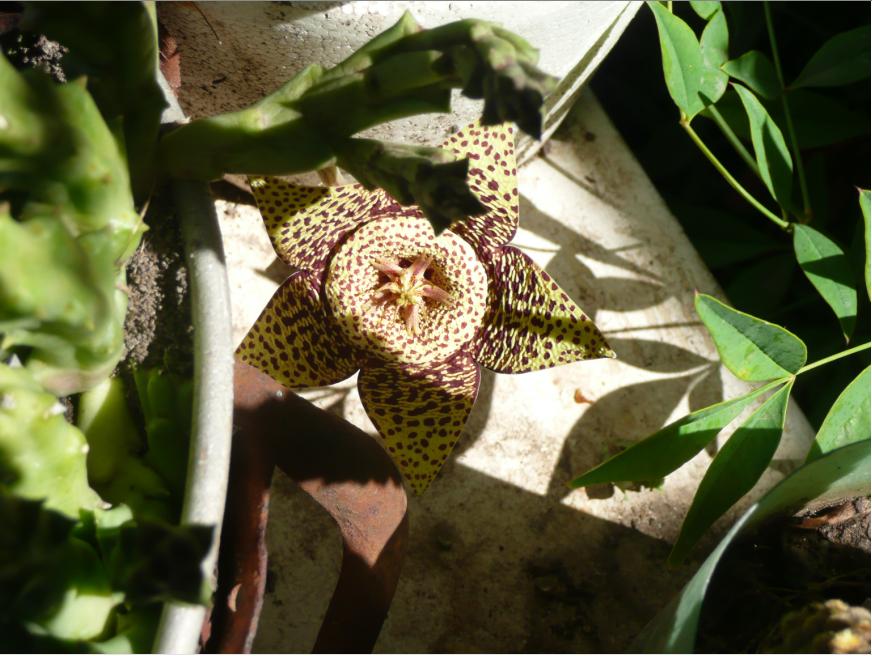 [Foto de planta, jardin, jardineria]