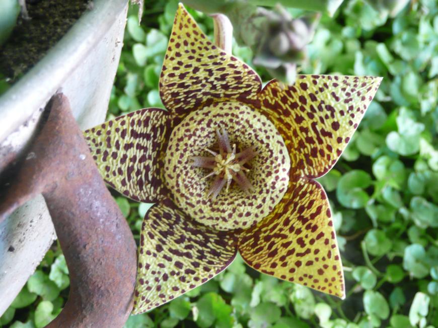 [Foto de planta, jardin, jardineria]