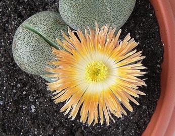 [Foto de planta, jardin, jardineria]