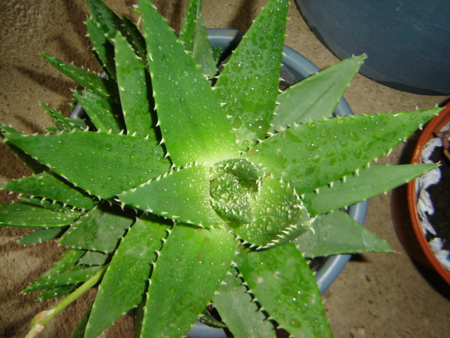[Foto de planta, jardin, jardineria]