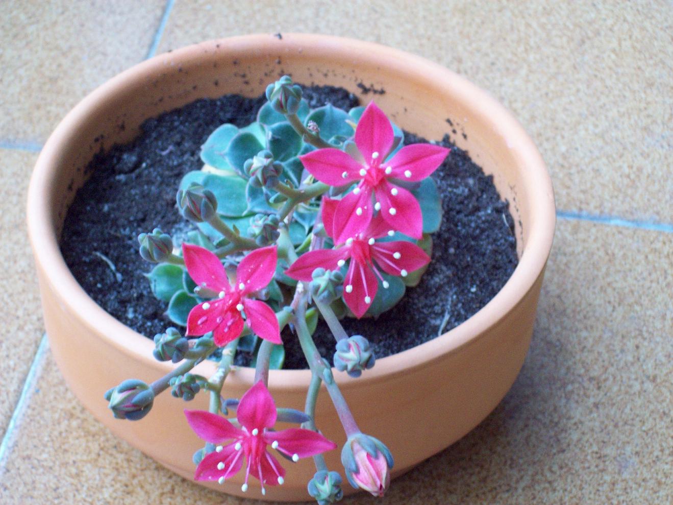 [Foto de planta, jardin, jardineria]