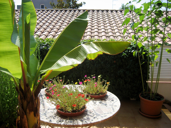 [Foto de planta, jardin, jardineria]