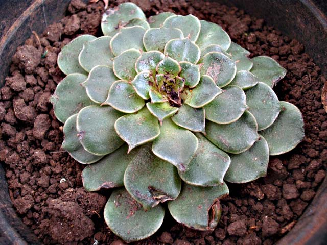 [Foto de planta, jardin, jardineria]