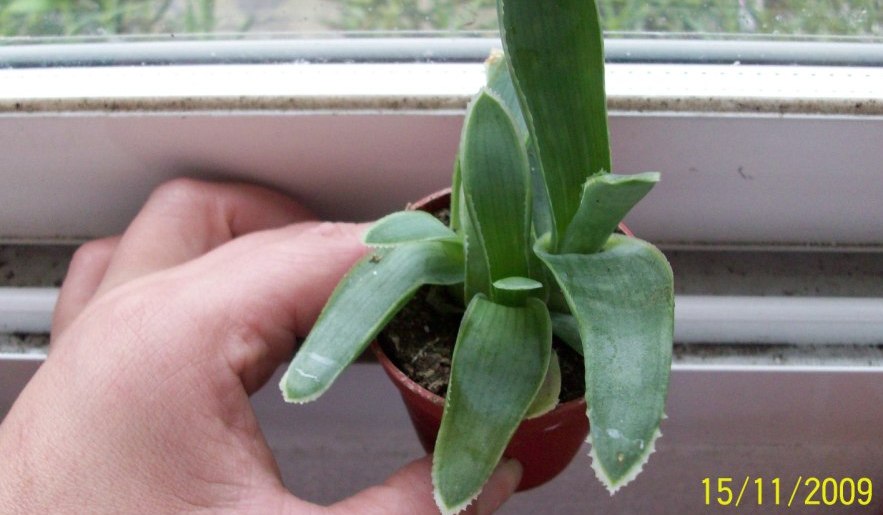 [Foto de planta, jardin, jardineria]