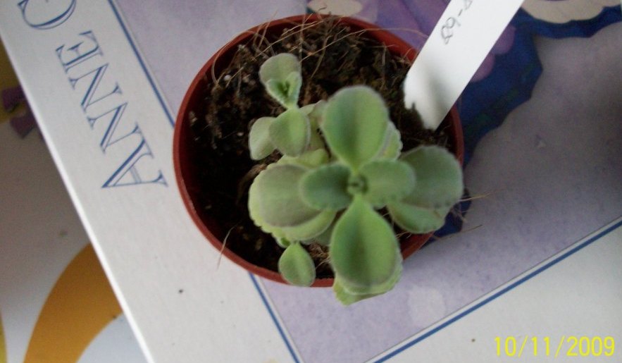 [Foto de planta, jardin, jardineria]