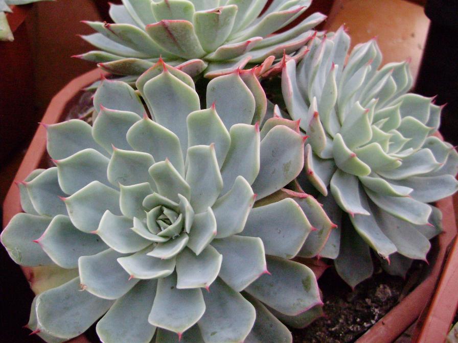 [Foto de planta, jardin, jardineria]
