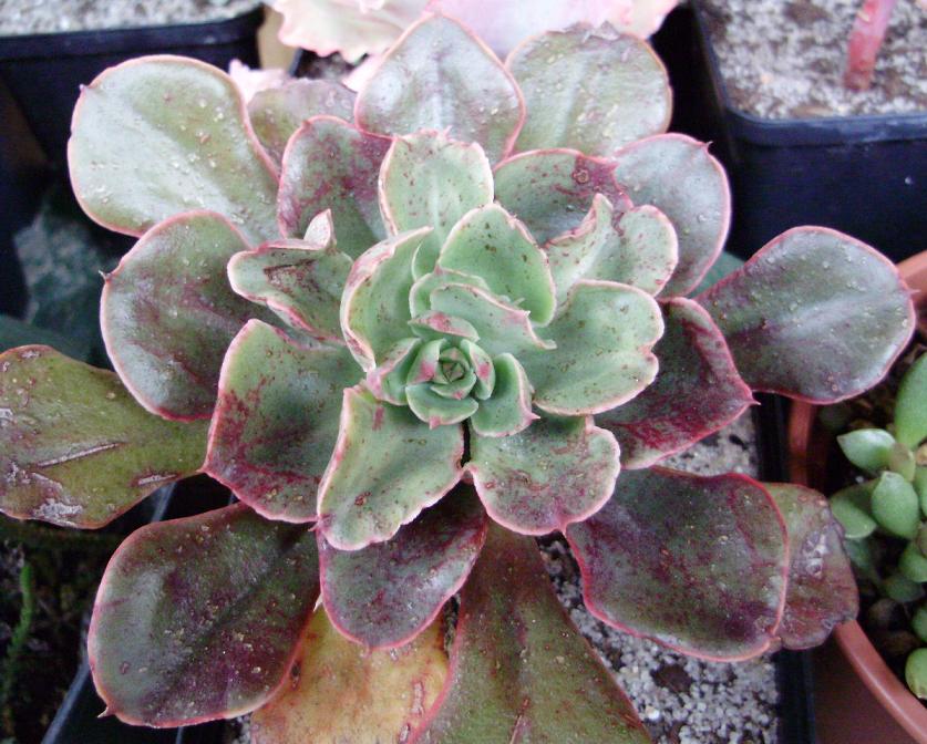 [Foto de planta, jardin, jardineria]