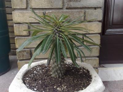 [Foto de planta, jardin, jardineria]
