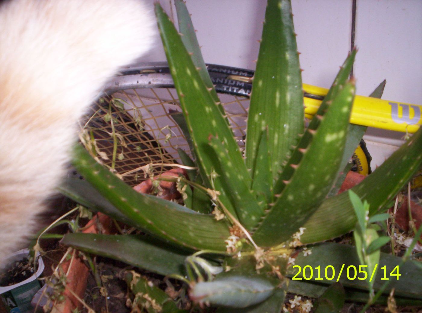 [Foto de planta, jardin, jardineria]