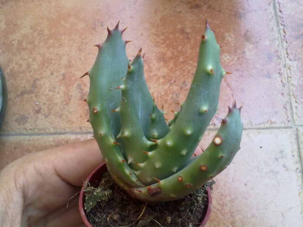 [Foto de planta, jardin, jardineria]