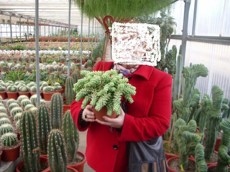 [Foto de planta, jardin, jardineria]