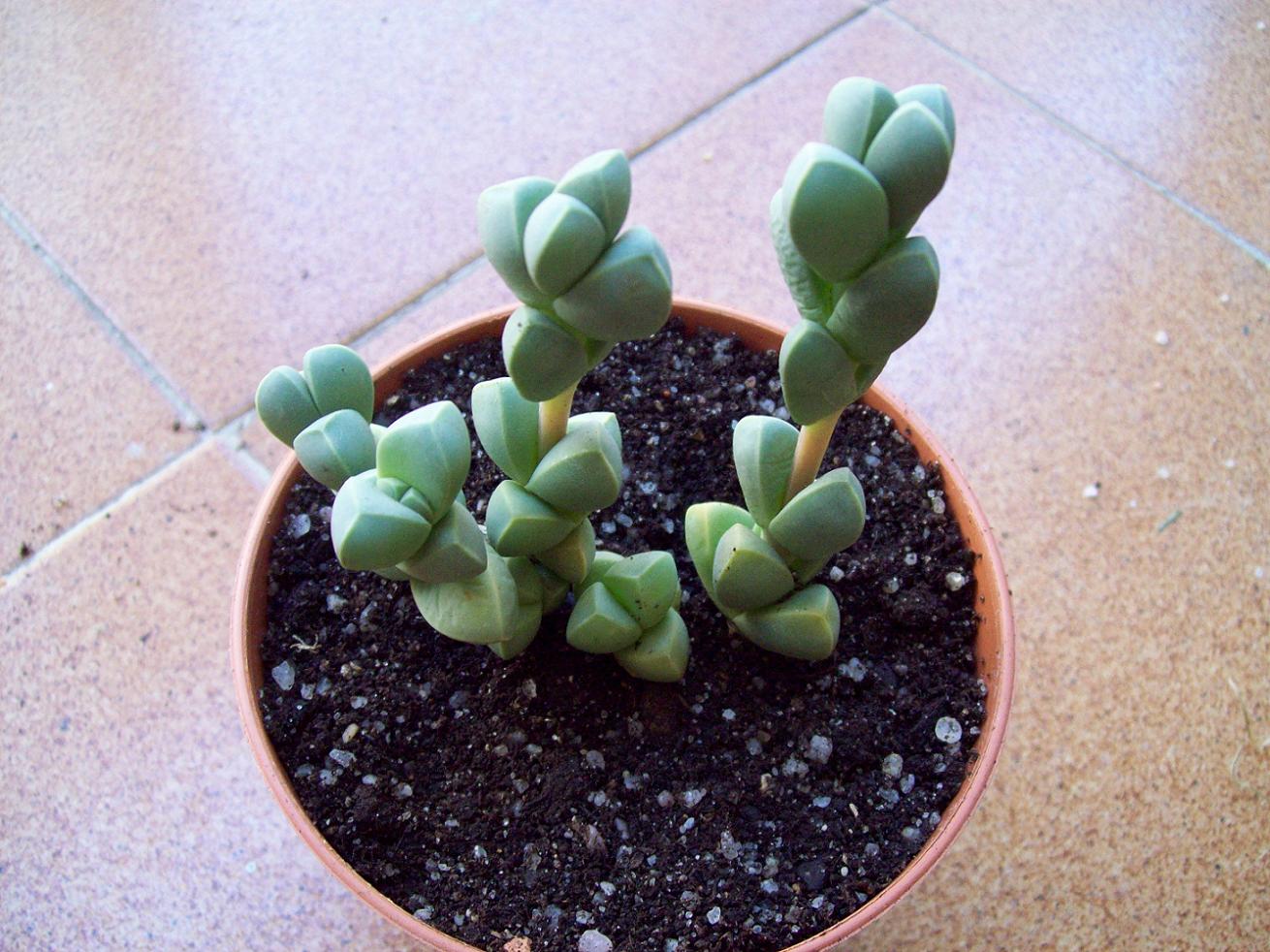 [Foto de planta, jardin, jardineria]