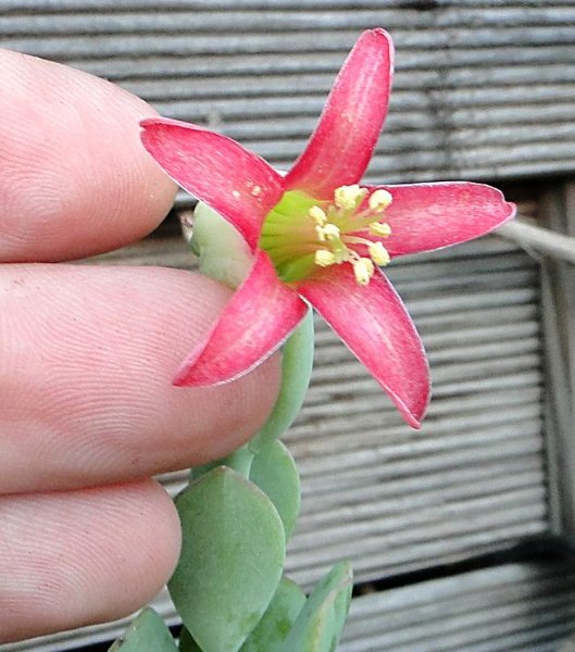 [Foto de planta, jardin, jardineria]