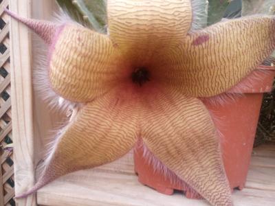 [Foto de planta, jardin, jardineria]