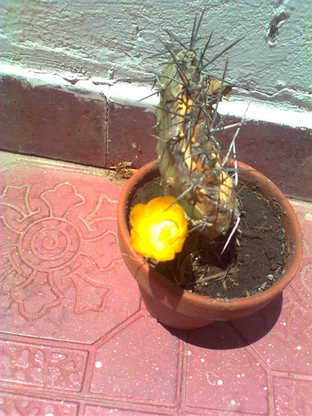 [Foto de planta, jardin, jardineria]