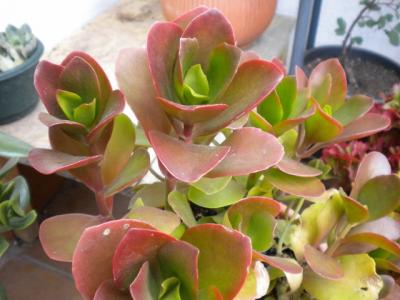 [Foto de planta, jardin, jardineria]