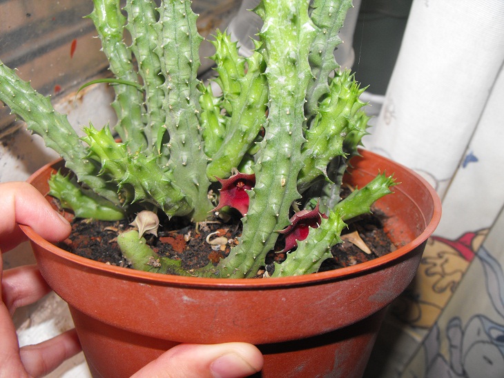 [Foto de planta, jardin, jardineria]
