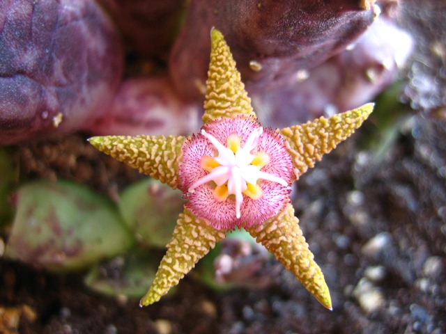 [Foto de planta, jardin, jardineria]