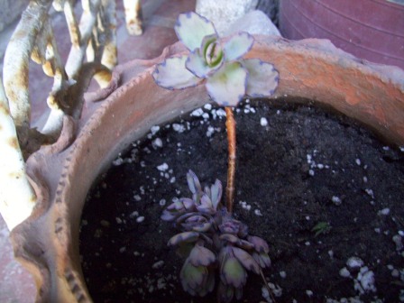 [Foto de planta, jardin, jardineria]