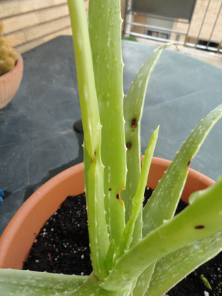 [Foto de planta, jardin, jardineria]