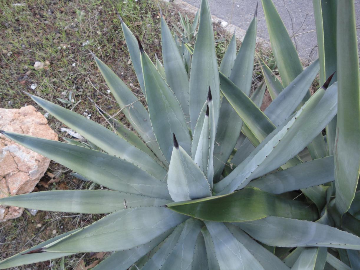 [Foto de planta, jardin, jardineria]