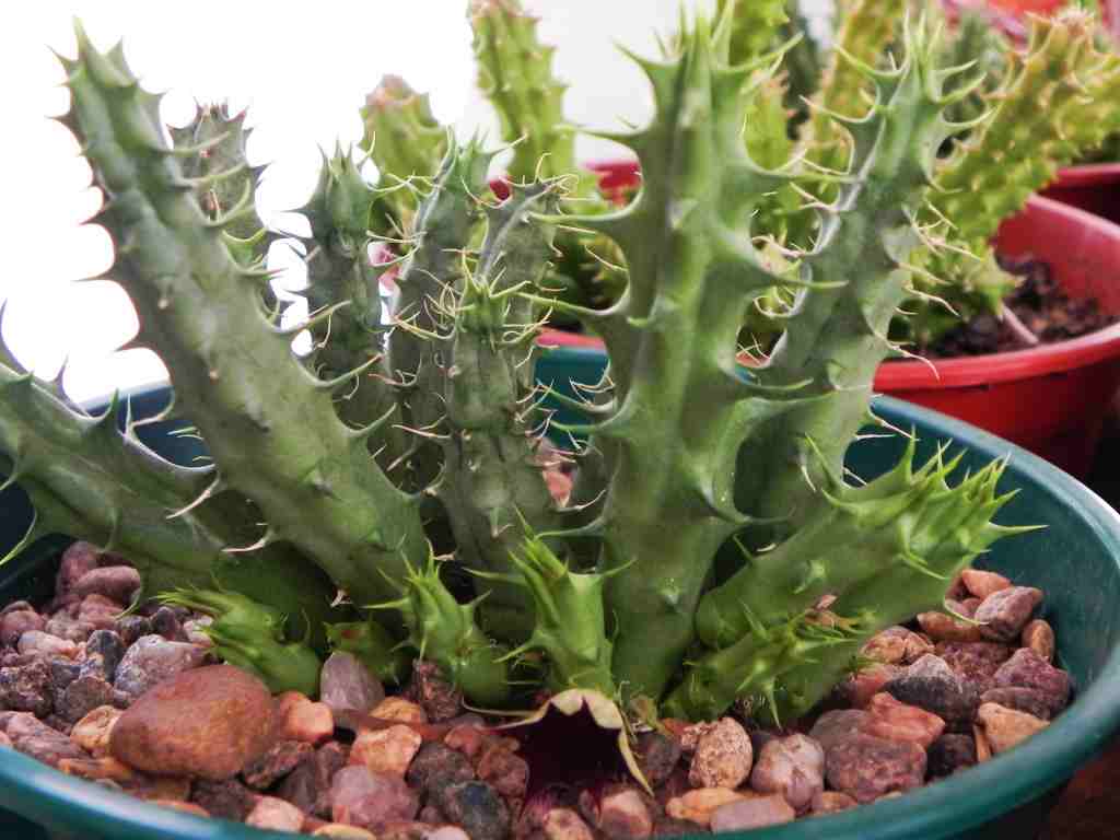 [Foto de planta, jardin, jardineria]