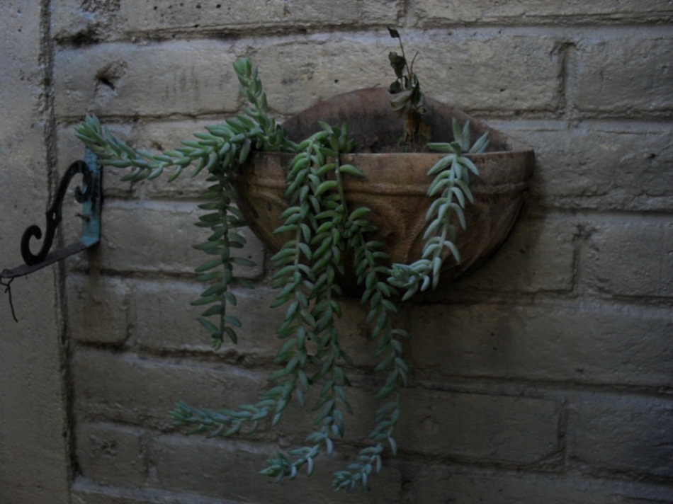 [Foto de planta, jardin, jardineria]