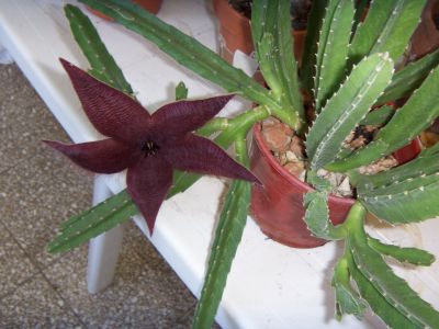 [Foto de planta, jardin, jardineria]