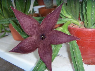 [Foto de planta, jardin, jardineria]