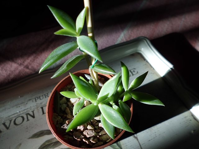 [Foto de planta, jardin, jardineria]