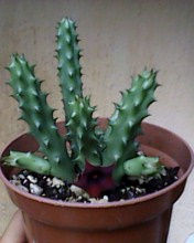 [Foto de planta, jardin, jardineria]