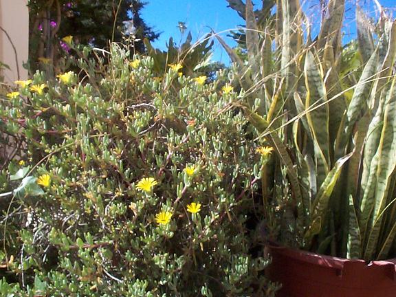 [Foto de planta, jardin, jardineria]