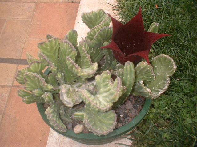 [Foto de planta, jardin, jardineria]