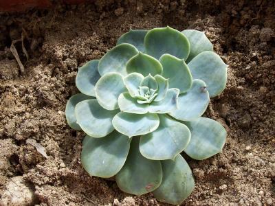 [Foto de planta, jardin, jardineria]