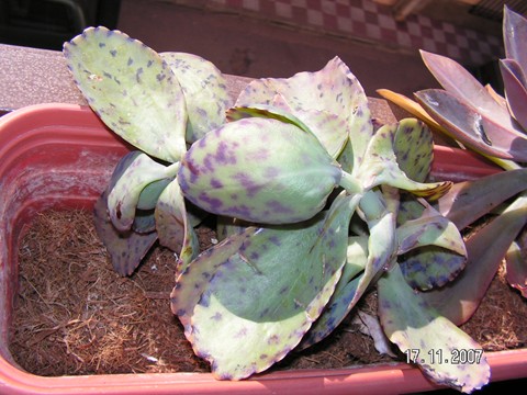 [Foto de planta, jardin, jardineria]