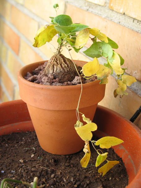 [Foto de planta, jardin, jardineria]