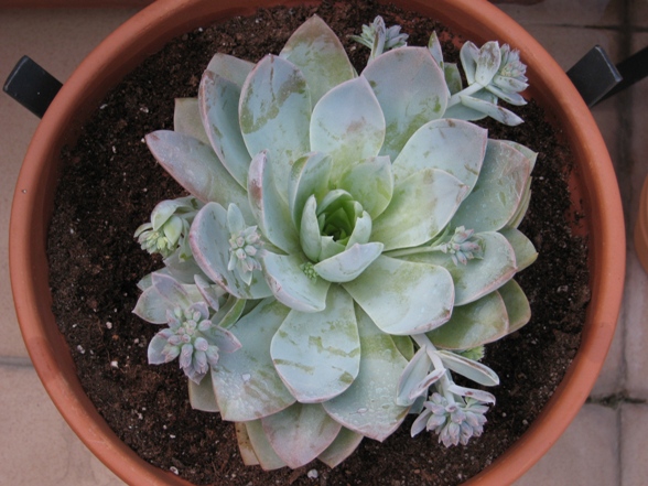 [Foto de planta, jardin, jardineria]