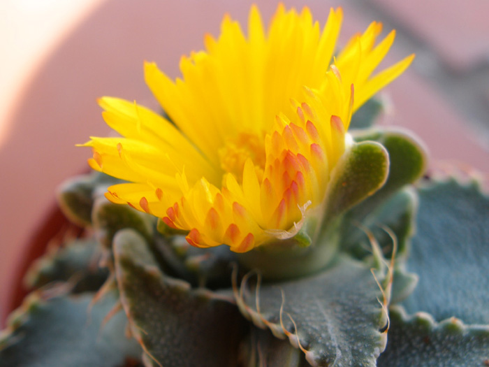 [Foto de planta, jardin, jardineria]