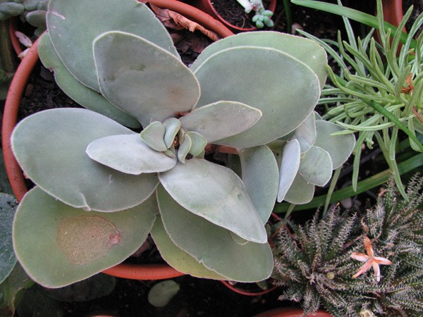 [Foto de planta, jardin, jardineria]