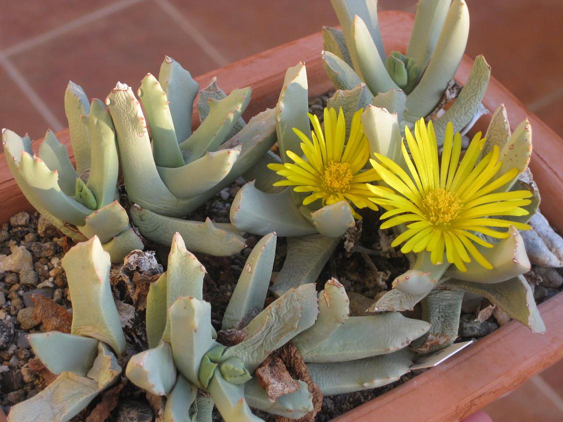 [Foto de planta, jardin, jardineria]