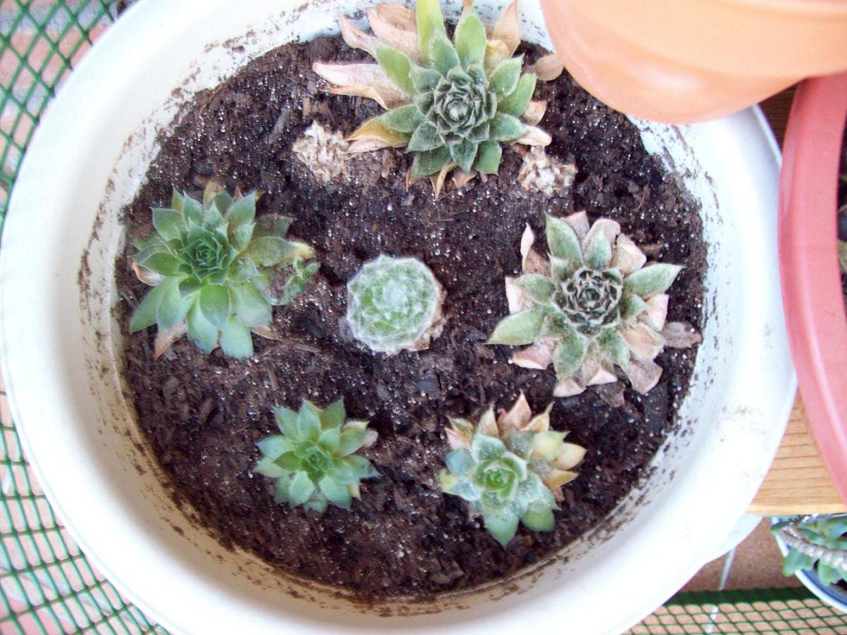 [Foto de planta, jardin, jardineria]
