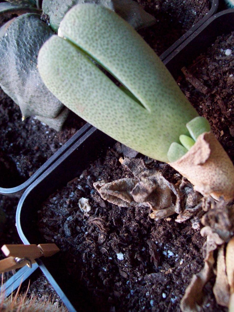 [Foto de planta, jardin, jardineria]