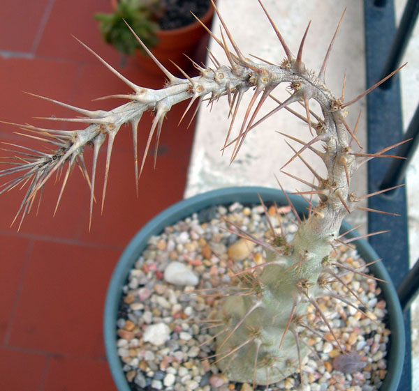 [Foto de planta, jardin, jardineria]
