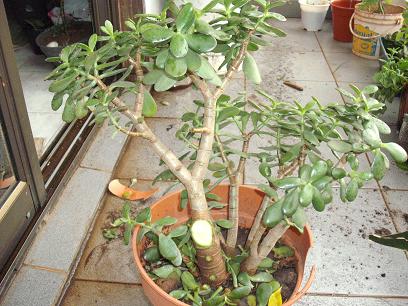 [Foto de planta, jardin, jardineria]